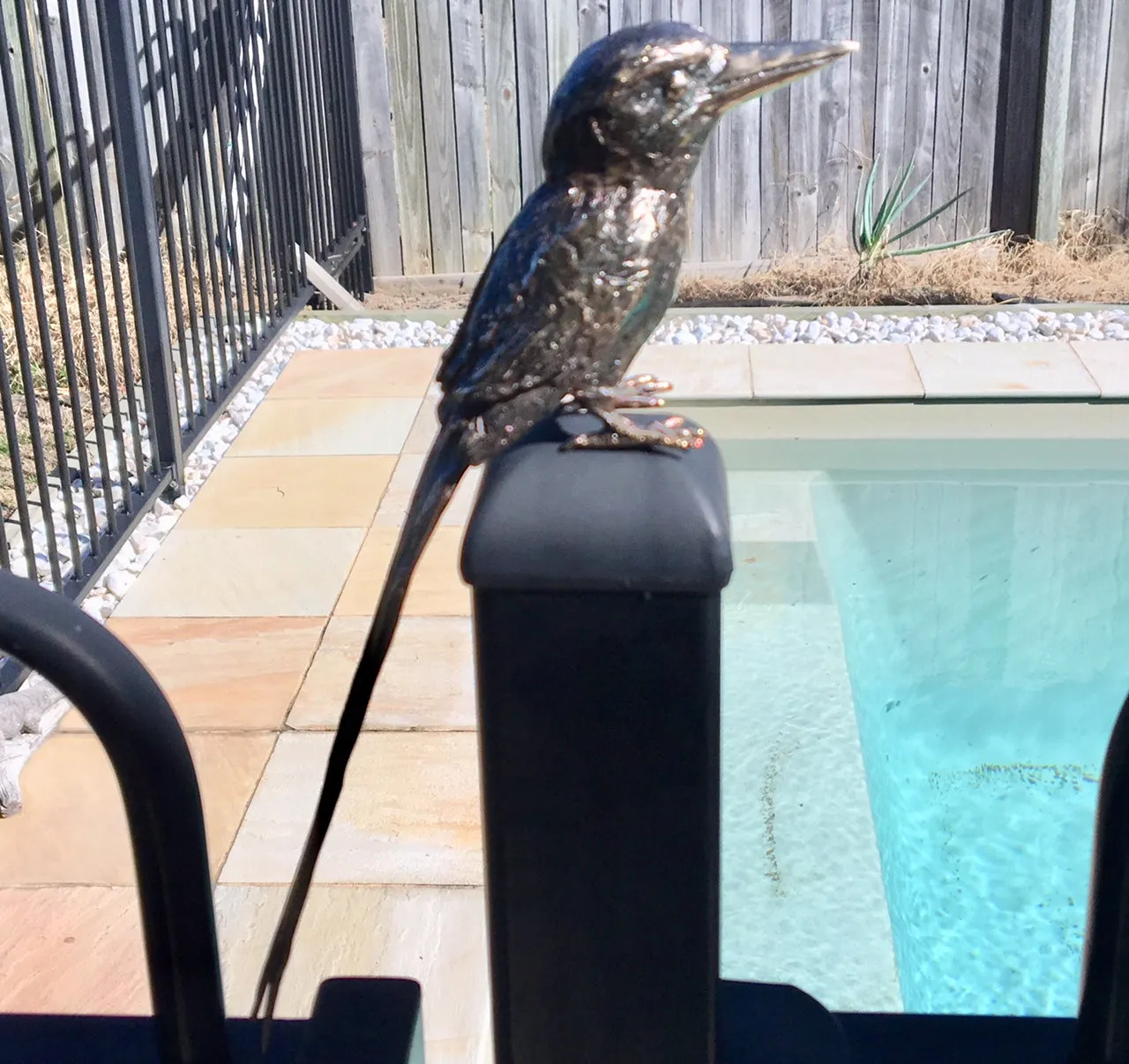 Buff Breasted Kingfisher