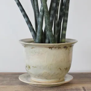 Large Cachet Pot Celery